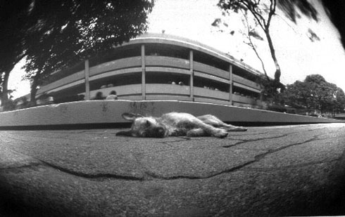 pinhole photograph