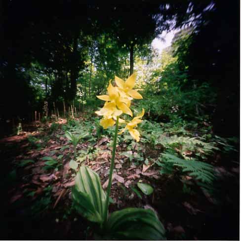 pinhole photograph