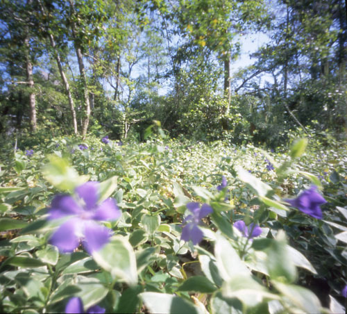 pinhole photograph