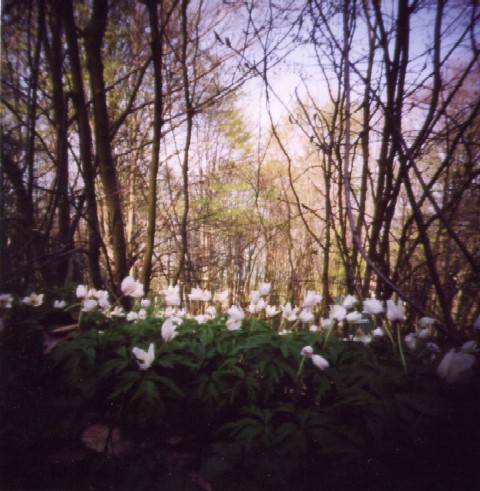 pinhole photograph