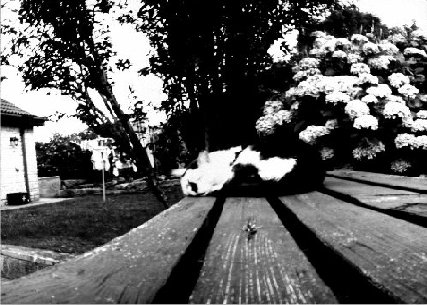 pinhole photograph