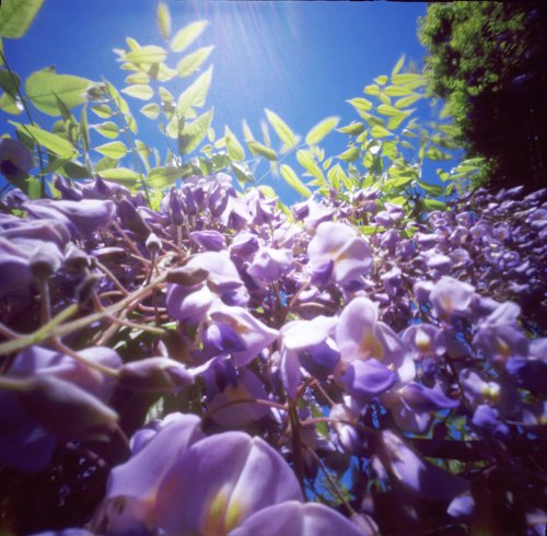 pinhole photograph