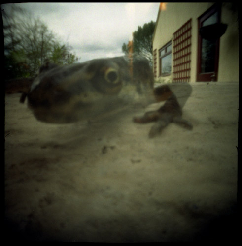 pinhole photograph