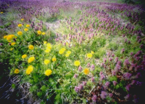 pinhole photograph