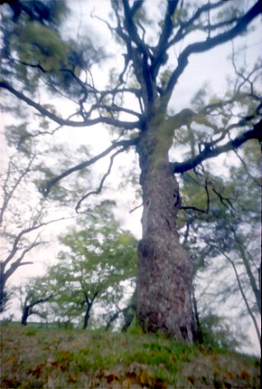 pinhole photograph