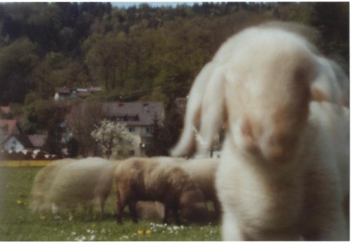 pinhole photograph