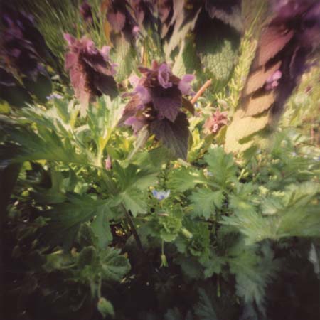 pinhole photograph