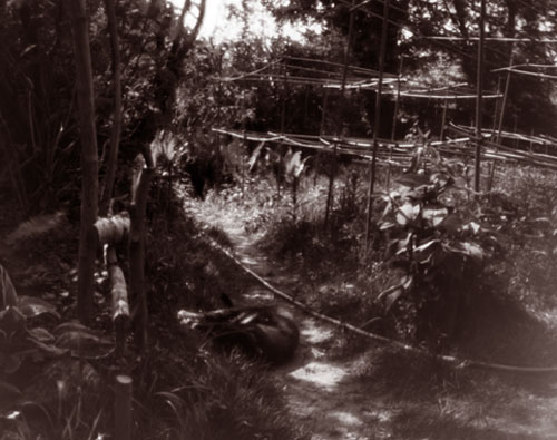 pinhole photograph