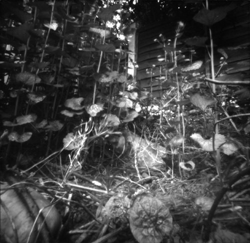 pinhole photograph