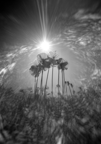 pinhole photograph