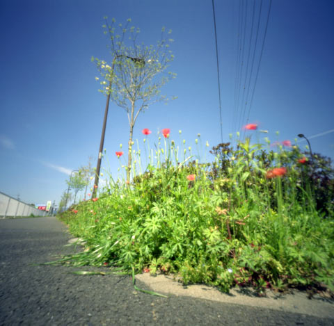pinhole photograph