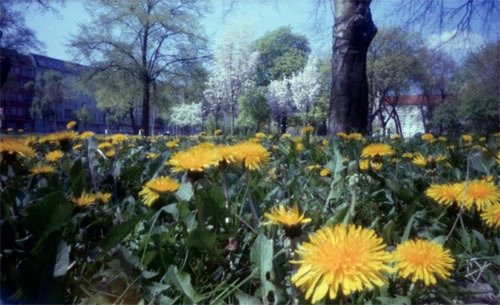 pinhole photograph