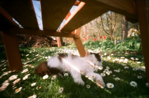 pinhole photograph