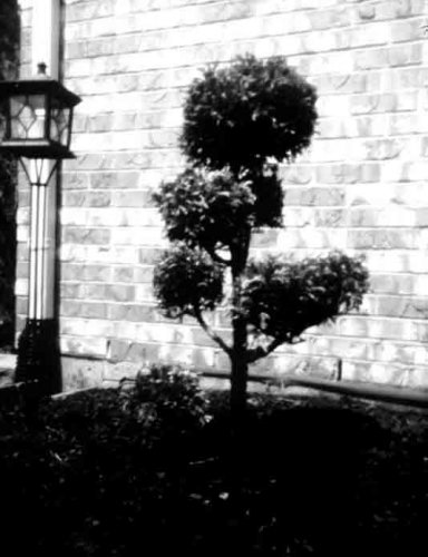 pinhole photograph