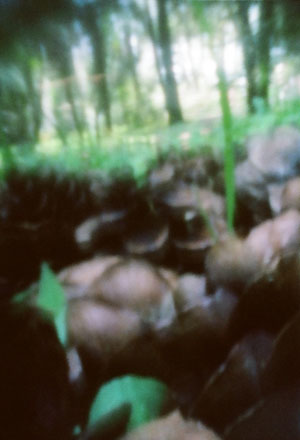 pinhole photograph