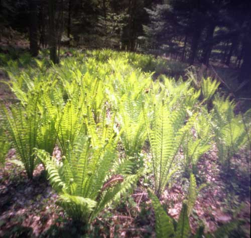 pinhole photograph