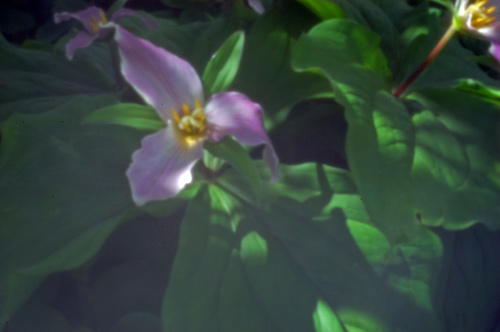 pinhole photograph