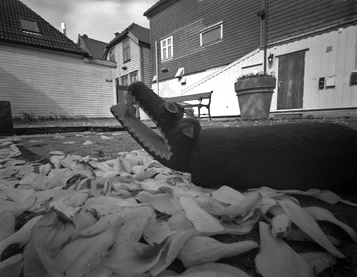 pinhole photograph