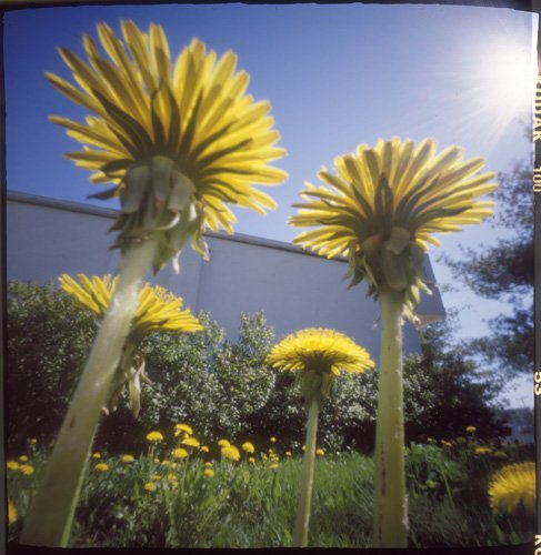 pinhole photograph