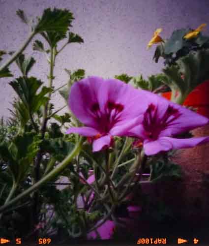 pinhole photograph