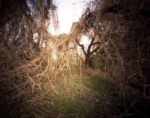 pinhole photograph