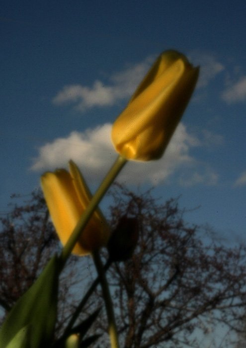 pinhole photograph