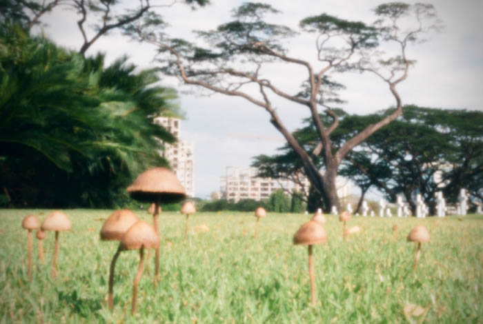 pinhole photograph