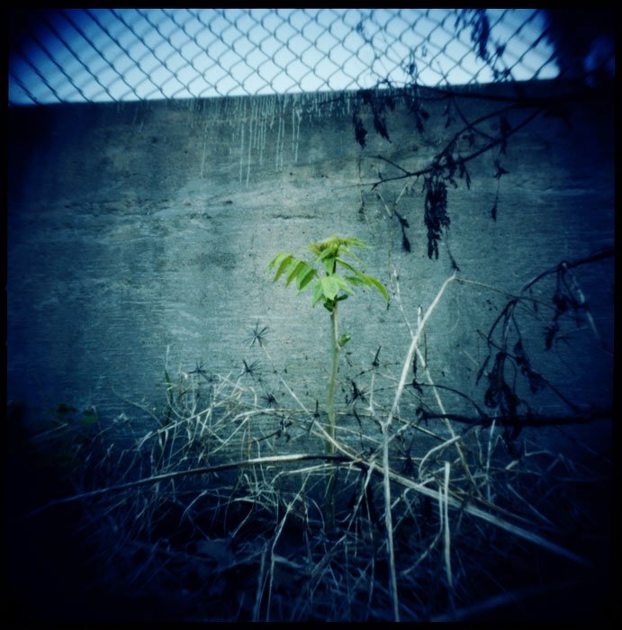 pinhole photograph