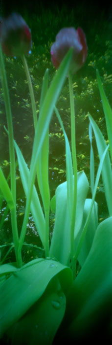pinhole photograph