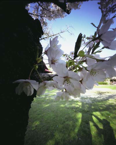 pinhole photograph