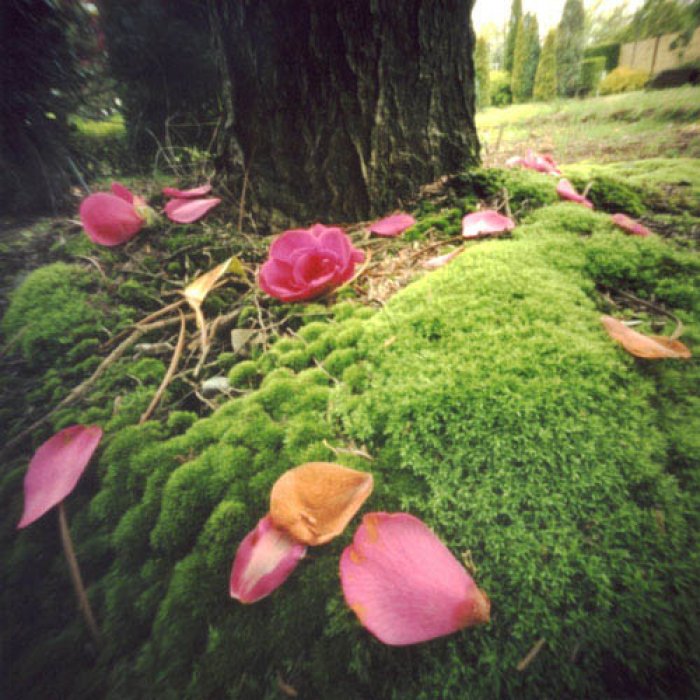 pinhole photograph