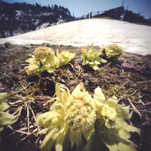pinhole photograph