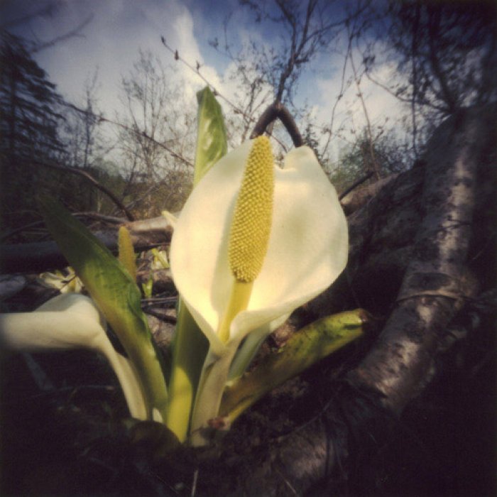 pinhole photograph