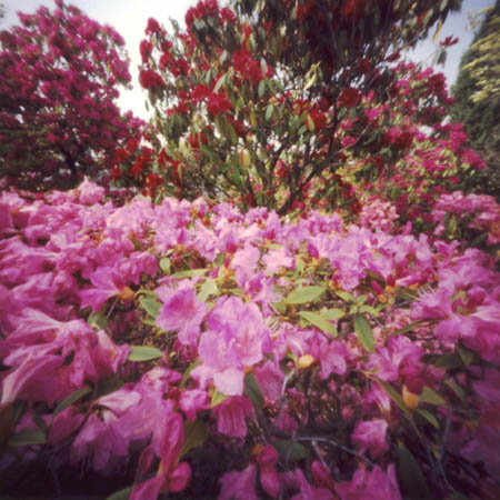 pinhole photograph