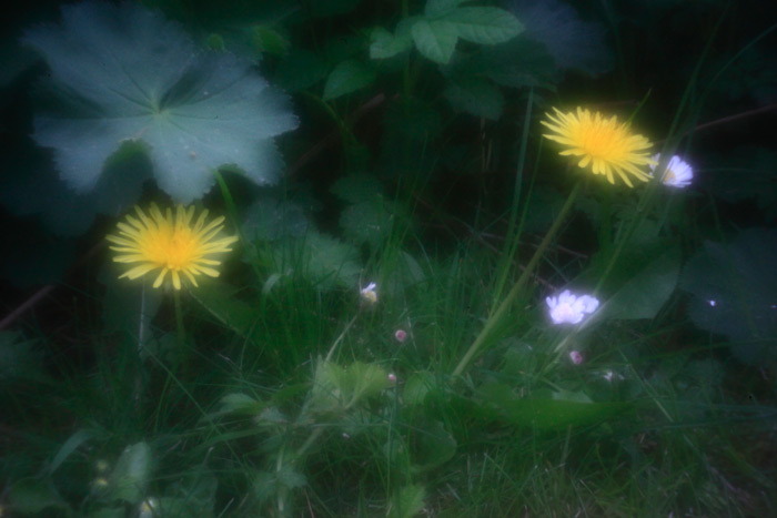 pinhole photograph