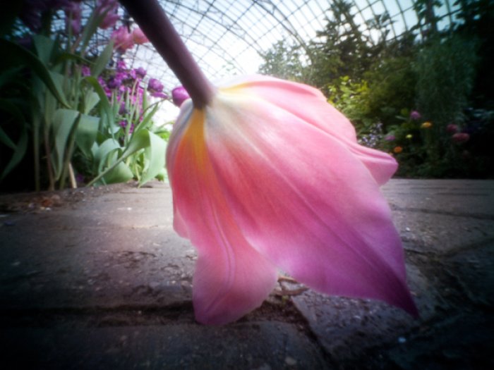 pinhole photograph