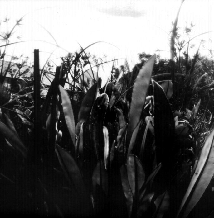 pinhole photograph