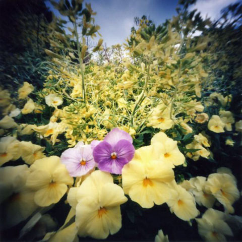 pinhole photograph