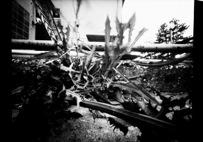 pinhole photograph