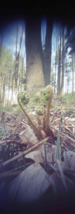 pinhole photograph