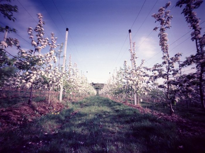 pinhole photograph