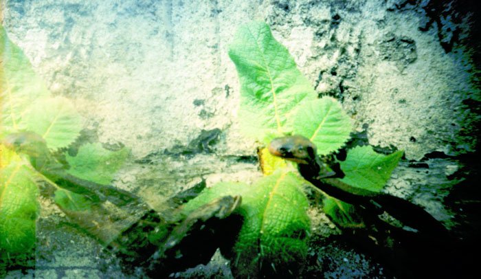 pinhole photograph