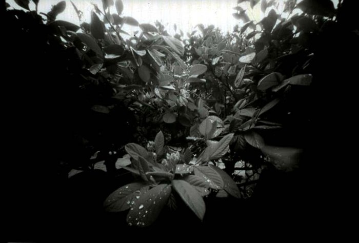 pinhole photograph
