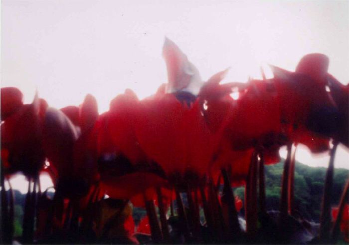 pinhole photograph