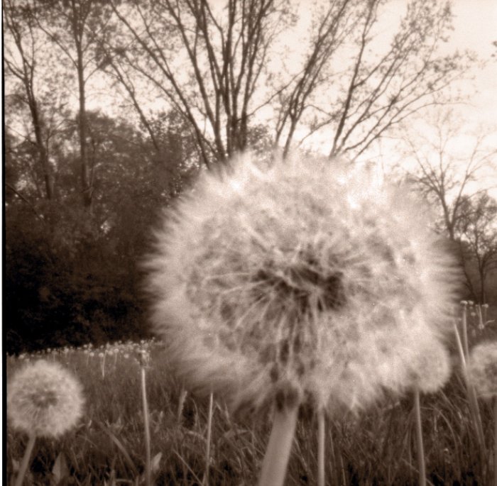pinhole photograph