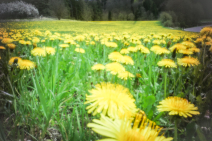 pinhole photograph