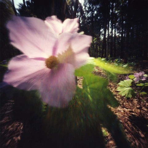 pinhole photograph