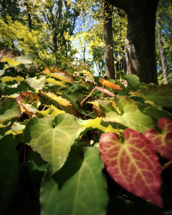 pinhole photograph