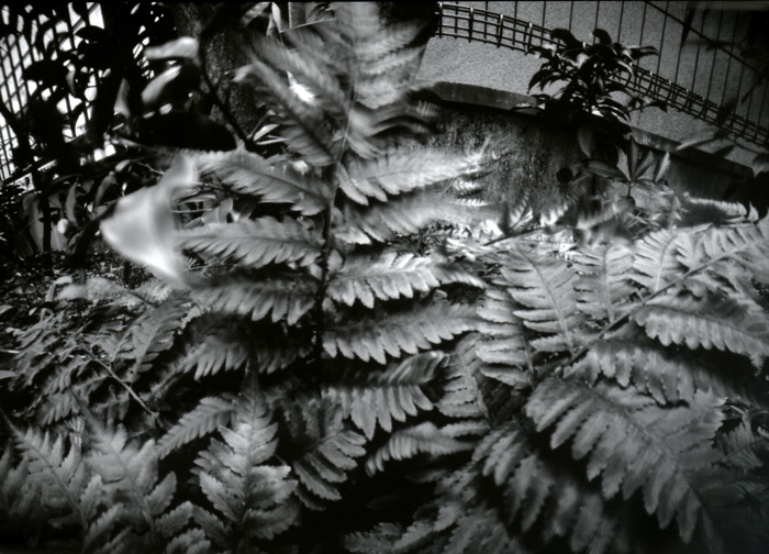 pinhole photograph