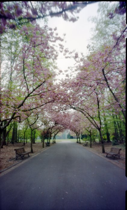 pinhole photograph